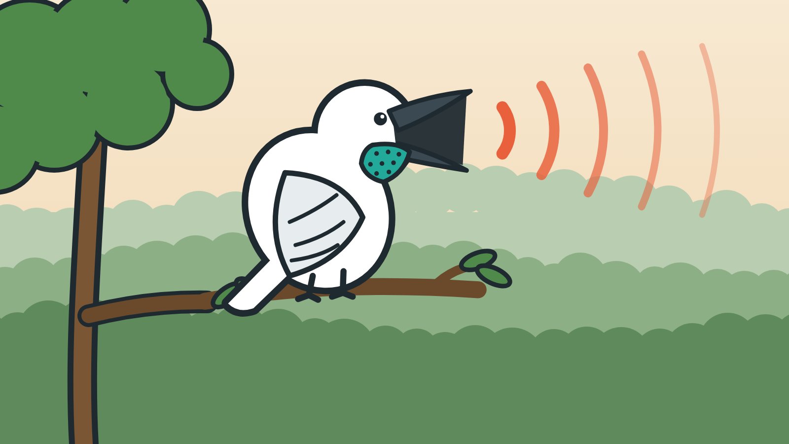 Illustration of a white bird with a bare teal throat calling from a branch high above a green forest canopy, with sound waves spreading across the sky